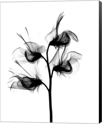 Framed Sweet Pea X-Ray Print