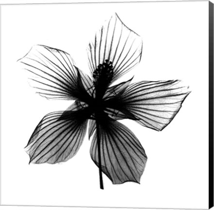 Framed Texas Star X-Ray Print