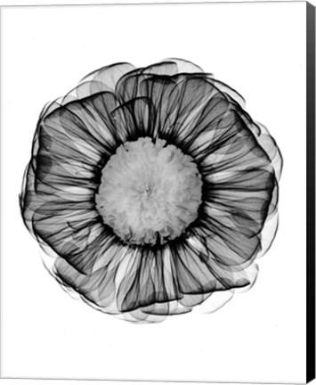 Framed Zinnia Montage Black &amp; White X-Ray Print