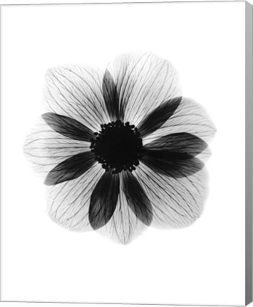 Framed Anemone  X-Ray Print