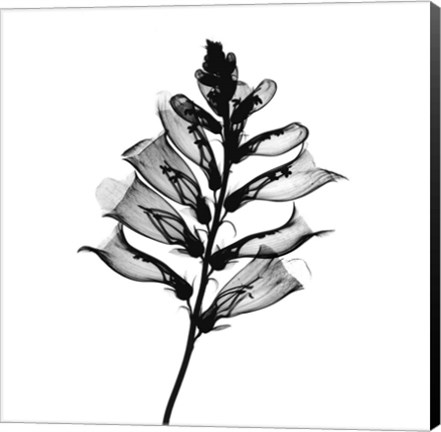 Framed Foxglove #2 X-Ray Print