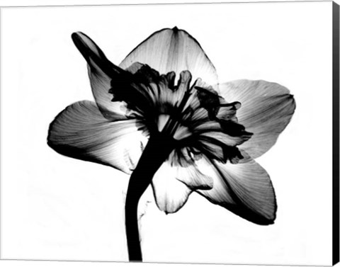 Framed Jonquil X-Ray Print
