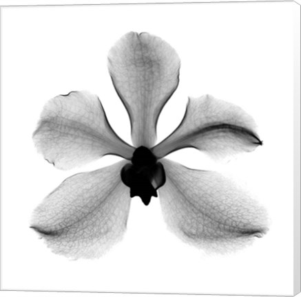 Framed Orchid #3 X-Ray Print
