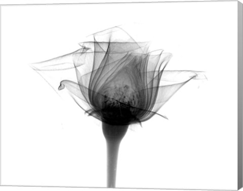 Framed Rose #10 X-Ray Print