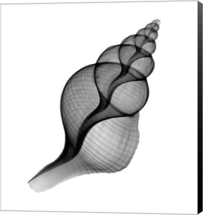 Framed Penion Shell X-Ray Print