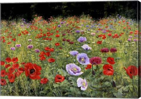 Framed Field Of Poppies Print