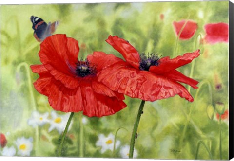 Framed Poppies And Butterfly Print