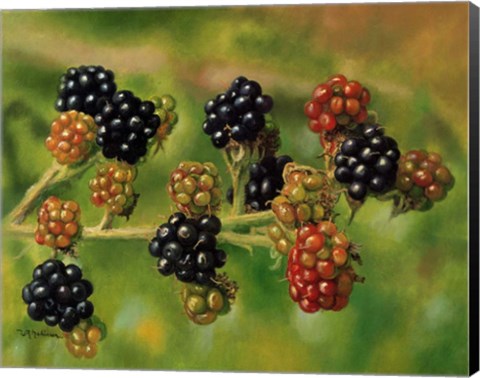 Framed Blackberries Print
