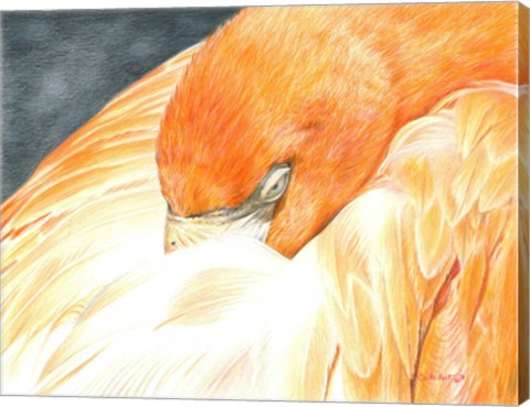 Framed Sleeping Flamingo Print