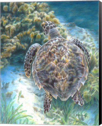 Framed Swimming Turtle Print