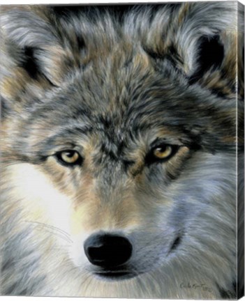 Framed Young Wolf Print