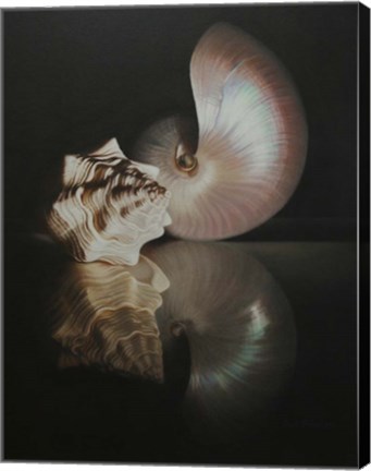 Framed Pearl Nautilus Print