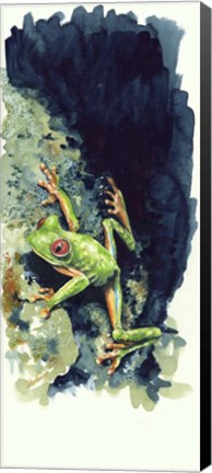 Framed Costa Rican Frog Print