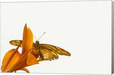 Framed Kiss of Orange Print