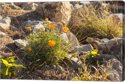 Framed Bloomin Poppies Print