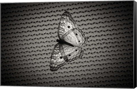 Framed Butterfly Contrast Print