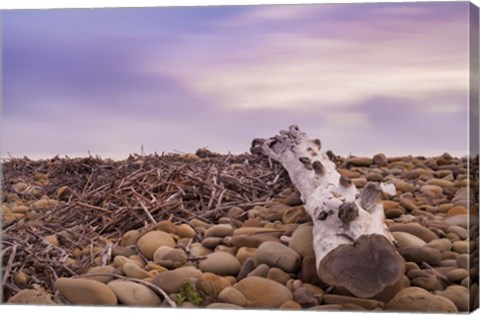 Framed Driftwood View Print