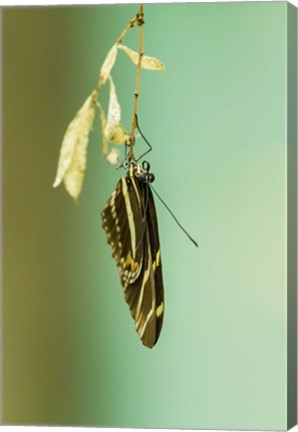 Framed Hanging Out Print