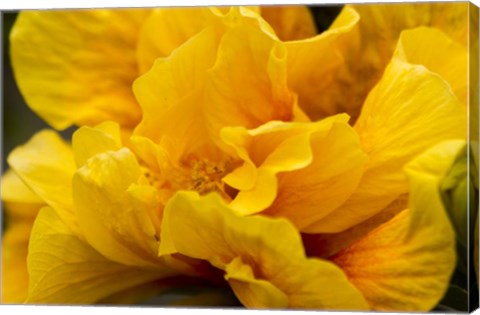 Framed Hibiscus Folds Print