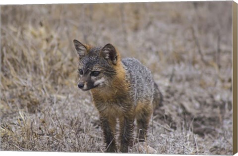Framed Island Fox Print