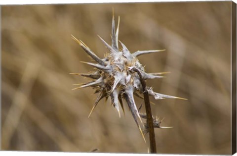 Framed Island Thistle Print
