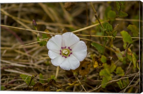 Framed Lone Bloomer Print