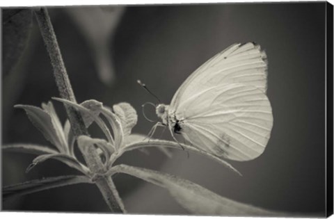 Framed Patiently Wait Print