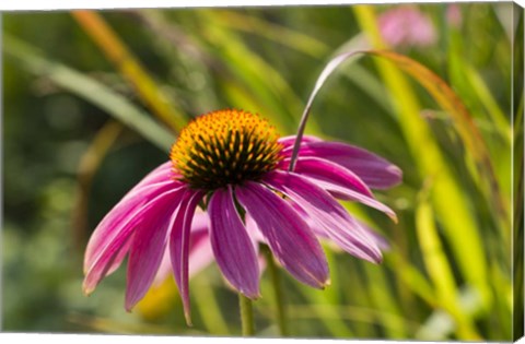 Framed Pink Umbrella Print