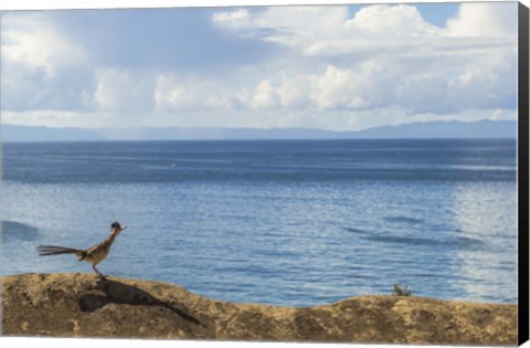 Framed Road Runner View Print