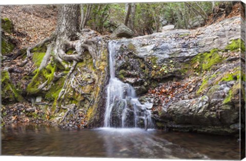 Framed Roots of Nature Print