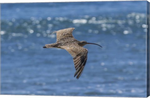 Framed Swooping Over Print