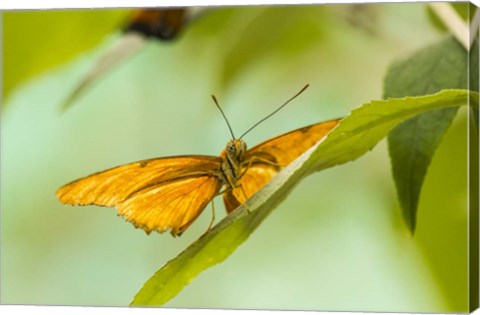 Framed Lookout Print