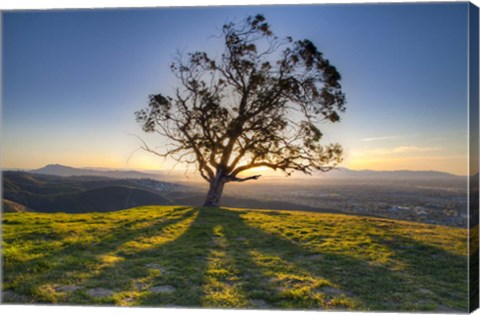 Framed Tree Shadows Print
