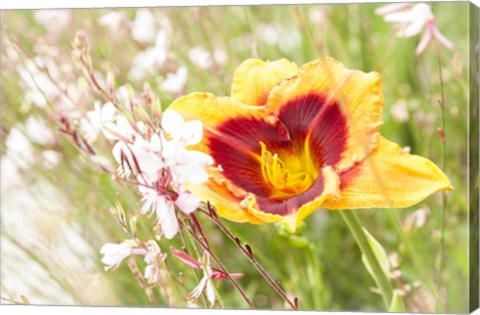 Framed Soft Beauty Print