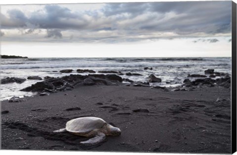 Framed Black Sand Honu Print