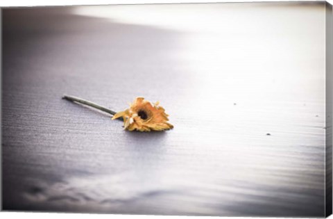 Framed Even Daisies Have Bad Days Print