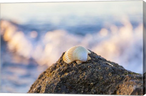 Framed Shellview Surf Print