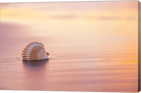 Framed Shellsoft Print