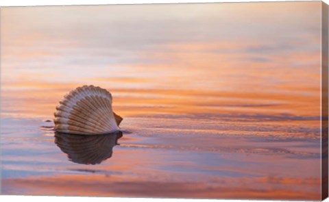Framed Shellflection Print