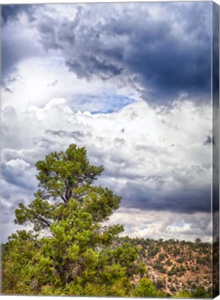 Framed Big Beartree Print