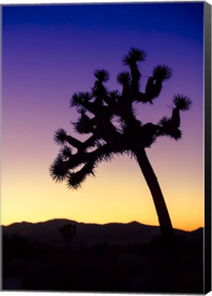 Framed Joshua Tree I Print