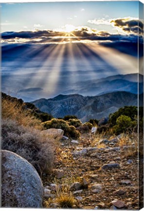 Framed Joshua Trees Sunset Print