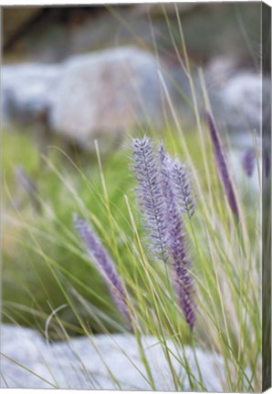 Framed Purple Wild Grass I Print