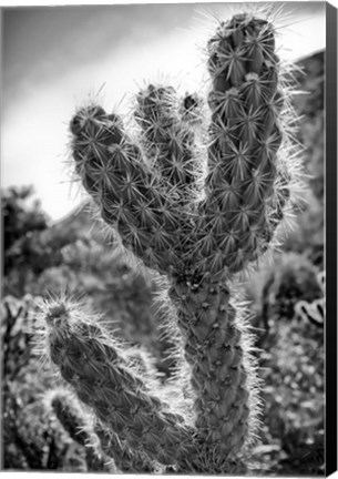 Framed Cactus Close-up Print