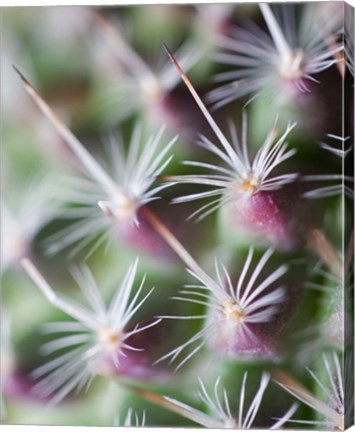 Framed Cactus III Print