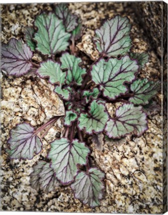 Framed Desert Rock Plant Print