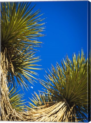 Framed Dessert Trees Print