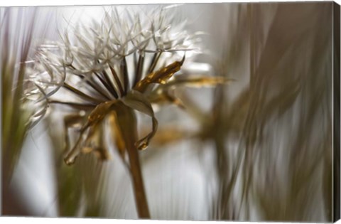 Framed Antelope Valley II Print