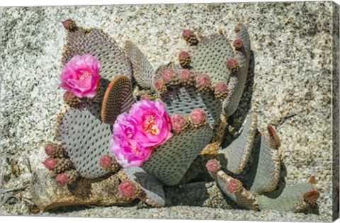 Framed Pink Desert Flower Print