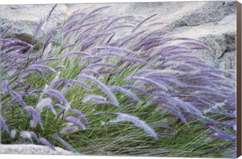 Framed Purple Wild Grass II Print